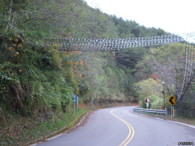 對不起我偷跑:2009冬至 新中橫-阿里山 (新增山林交響曲)