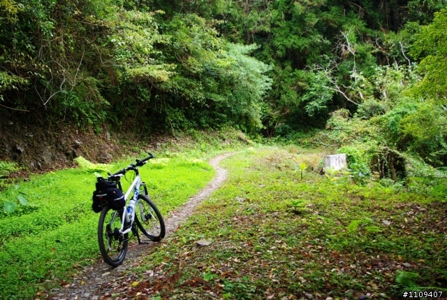 尋找楓葉:和平部落爬上羅山林道