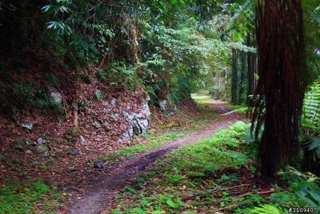 尋找楓葉:和平部落爬上羅山林道