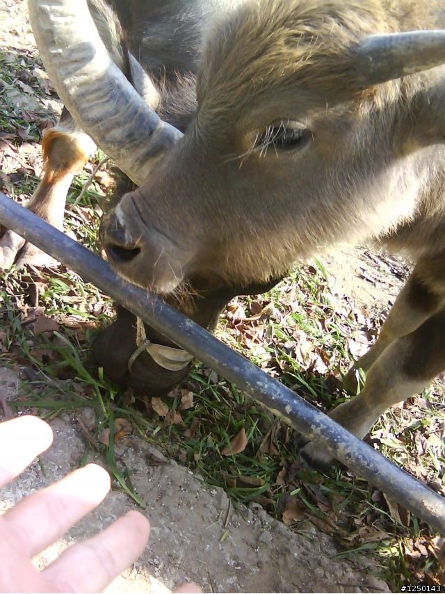 {熱血團}~苗栗周六約騎~水牛城烤肉照片~(在聯合大學讀書或教書的車友請踴躍參加)