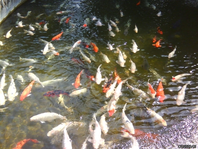 {熱血團}~苗栗周六約騎~水牛城烤肉照片~(在聯合大學讀書或教書的車友請踴躍參加)