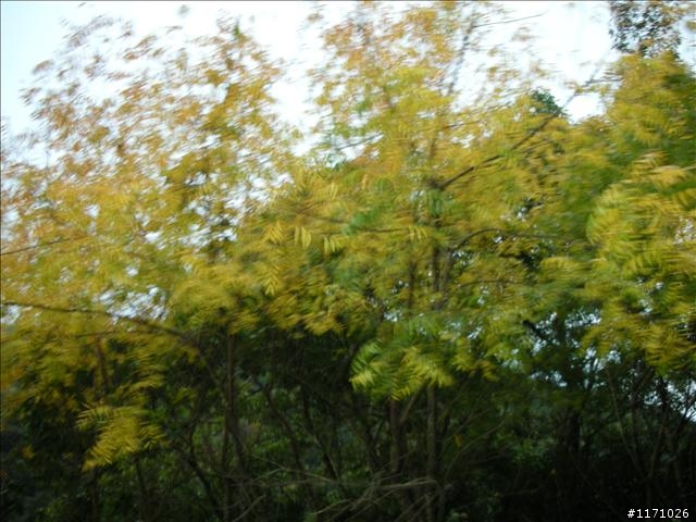 三度殘念的雙雙北(四北)