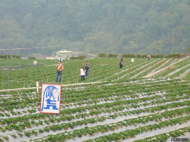 出發總是有個方向*走*大湖採草莓