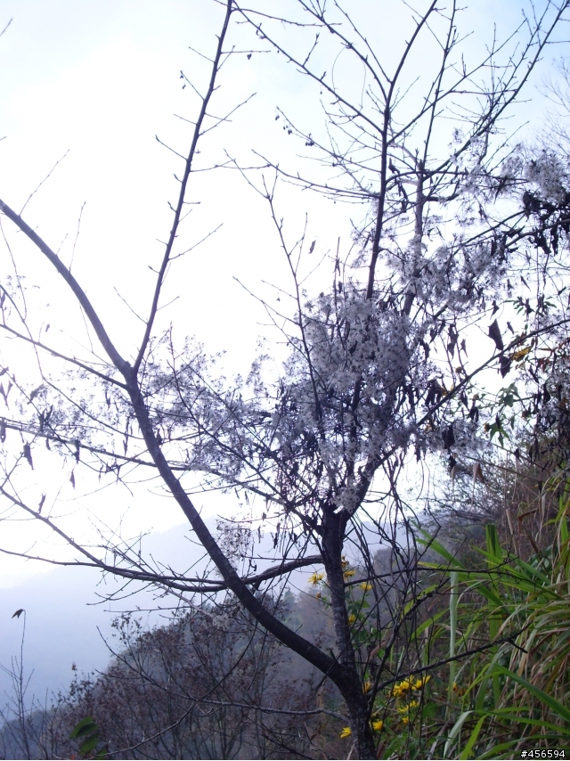 對不起我偷跑:2009冬至 新中橫-阿里山 (新增山林交響曲)