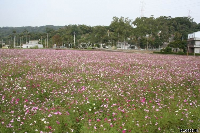 預約美麗波斯菊花海