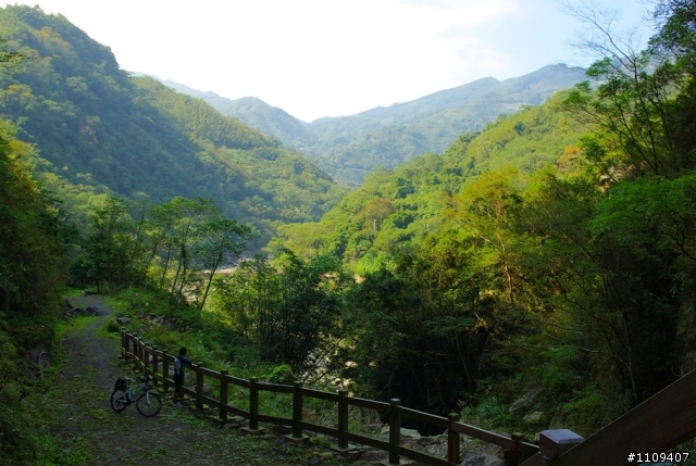 尋找楓葉:和平部落爬上羅山林道