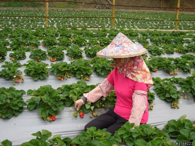 出發總是有個方向*走*大湖採草莓