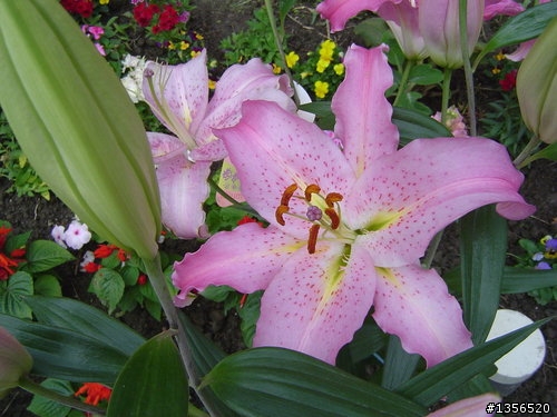 摩爾花園餐廳
