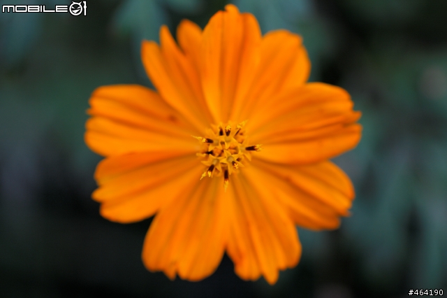 5D2轉接Olympus OM Zuiko鏡頭