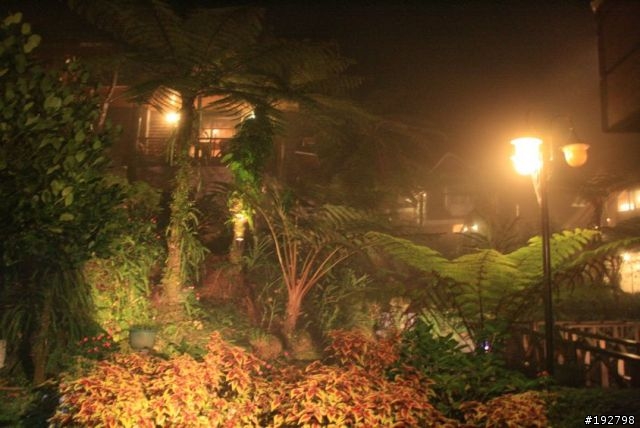 ☆霧鎖山林雲隱天,溪頭賞景練身體☆(四)嚇鼠倫~新明山渡假飯店