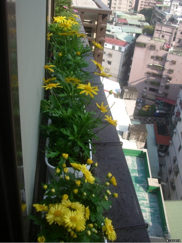 沒有陽台,也能享受園藝樂趣