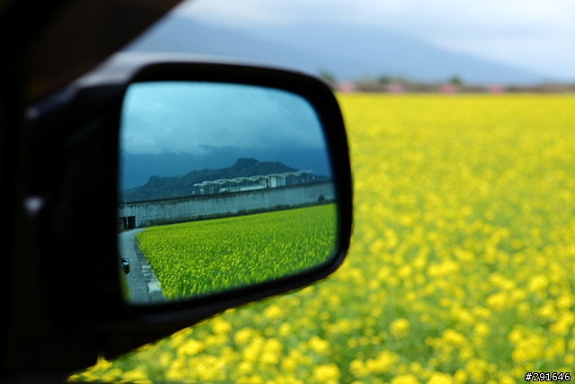 2010~花東油菜花季之旅 (圖多)