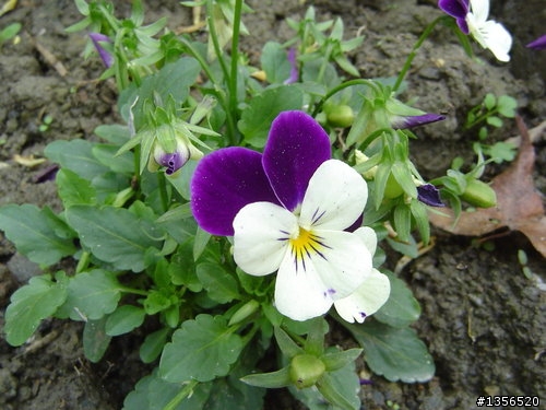 摩爾花園餐廳