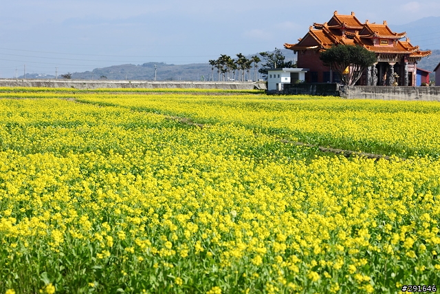 2010~花東油菜花季之旅 (圖多)