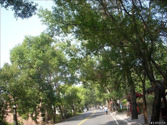 南投縣集集鎮環鎮自行車道啟用體驗活動--活力集集鐵馬行