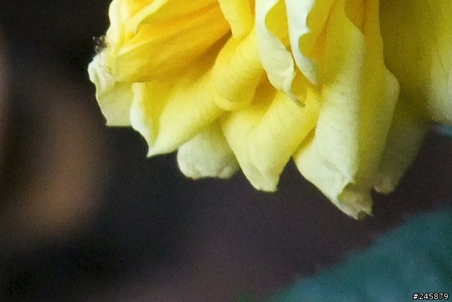 F200EXR 1/1.6" 比不過Samsung ST550 1/2.33"的畫質?