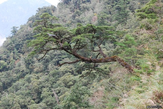 2010/01/01驚嘆連連+驚心動魄--南橫/一個人私奔的旅行