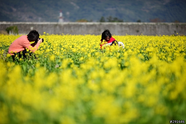 2010~花東油菜花季之旅 (圖多)