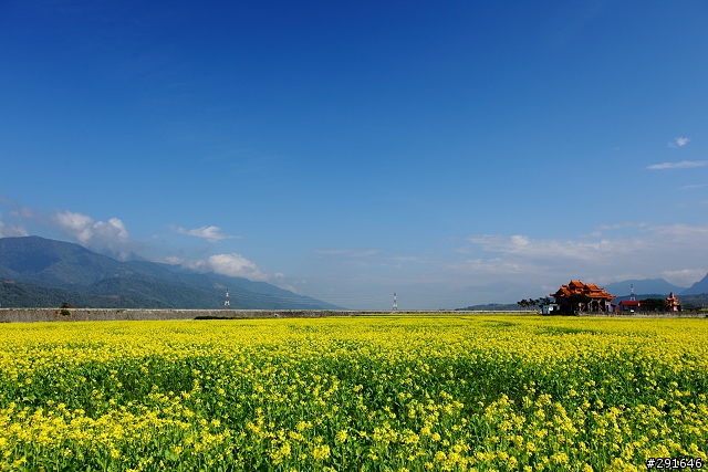2010~花東油菜花季之旅 (圖多)