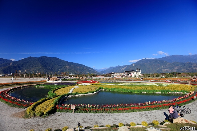 2010~花東油菜花季之旅 (圖多)