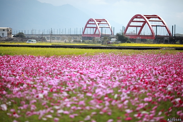 2010~花東油菜花季之旅 (圖多)