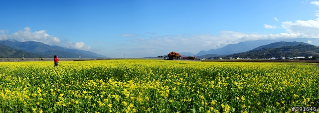 2010~花東油菜花季之旅 (圖多)