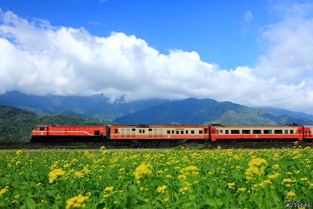 2010~花東油菜花季之旅 (圖多)