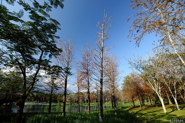 2010~花東油菜花季之旅 (圖多)