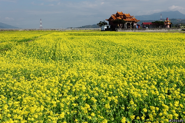 2010~花東油菜花季之旅 (圖多)