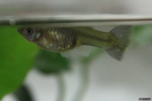 請養魚前輩指點迷津 - 為何只養了一天的孔雀魚尾巴會破碎成如此不堪