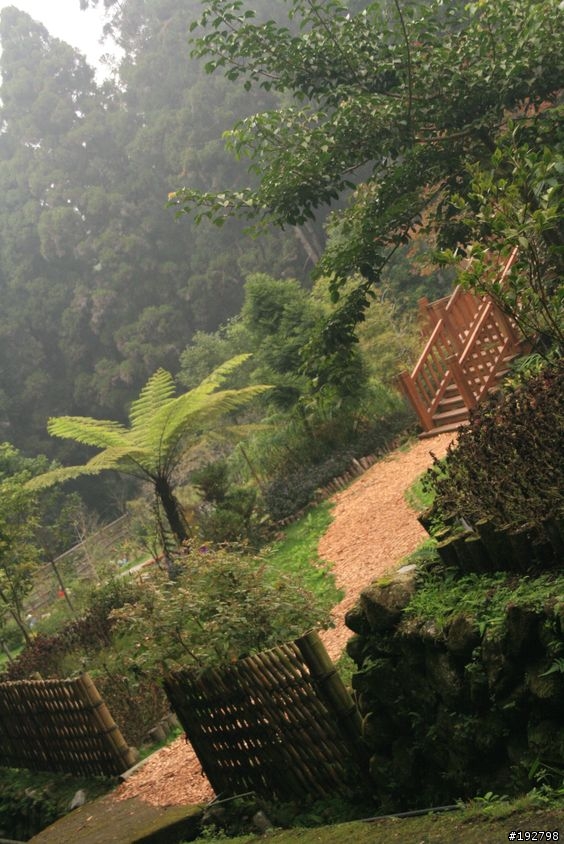 ☆霧鎖山林雲隱天,溪頭賞景練身體☆(三)強身健體~溪頭森林遊樂區