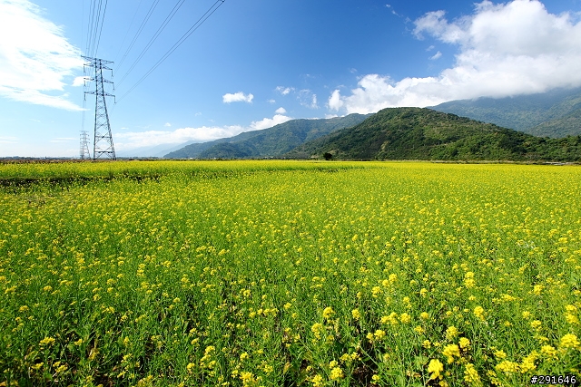 2010~花東油菜花季之旅 (圖多)