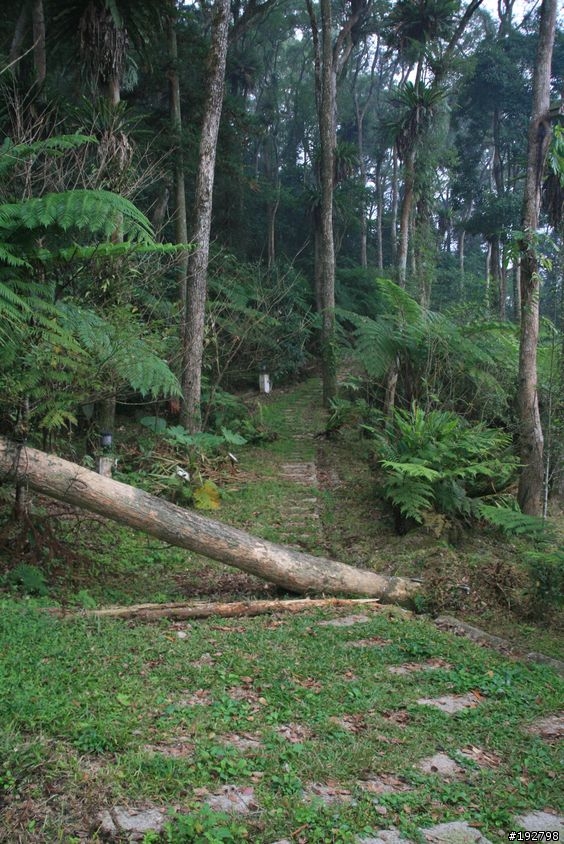 ☆霧鎖山林雲隱天,溪頭賞景練身體☆(二)木造屋~內湖國民小學