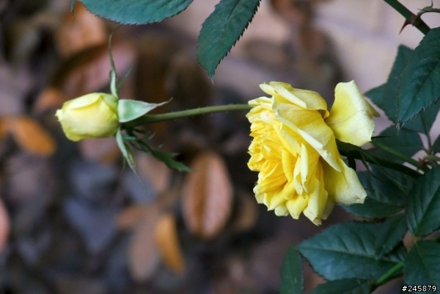 F200EXR 1/1.6" 比不過Samsung ST550 1/2.33"的畫質?