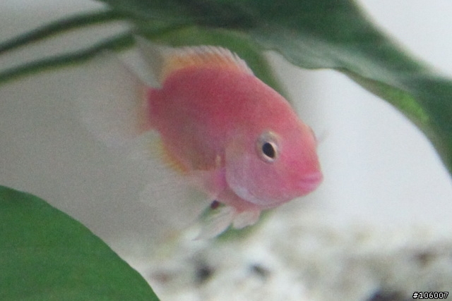 請養魚前輩指點迷津 - 為何只養了一天的孔雀魚尾巴會破碎成如此不堪