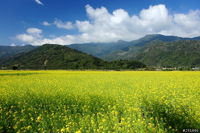 2010~花東油菜花季之旅 (圖多)