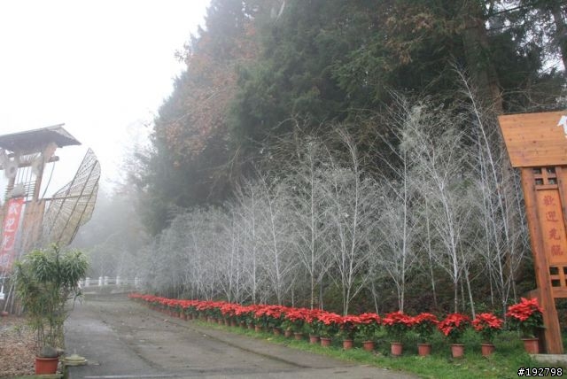 ☆霧鎖山林雲隱天,溪頭賞景練身體☆(三)強身健體~溪頭森林遊樂區