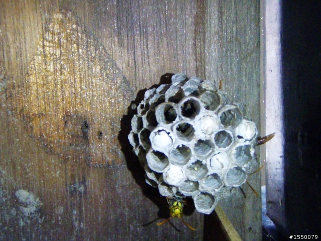 2010年1月9日老爹花圃的詭異事(後續)