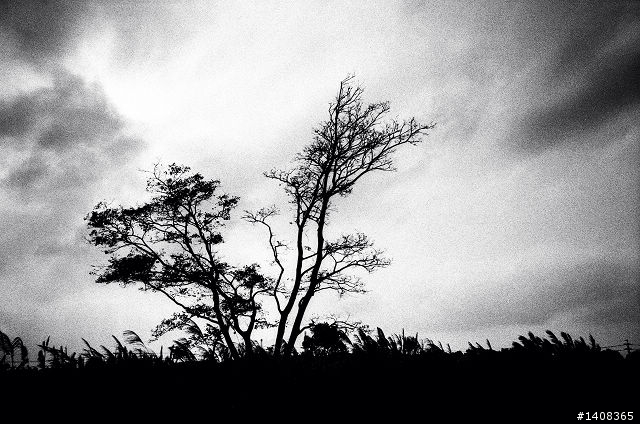 LC-A+ 富士 NEOPAN 1600 黑白粗顆粒相片