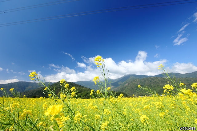 2010~花東油菜花季之旅 (圖多)