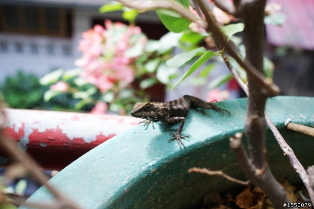 2010年1月9日老爹花圃的詭異事(後續)