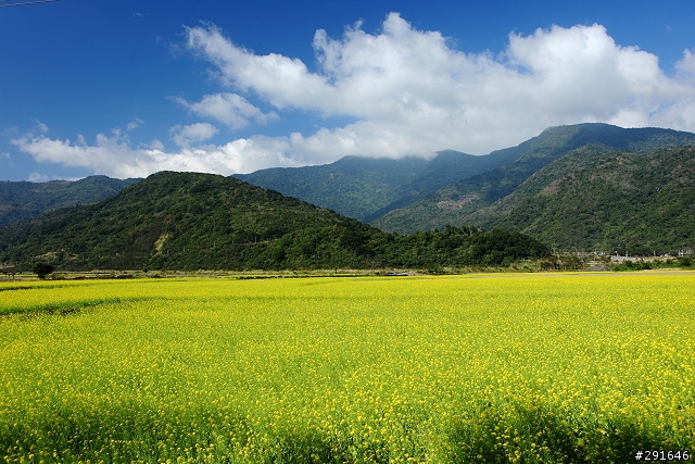 2010~花東油菜花季之旅 (圖多)