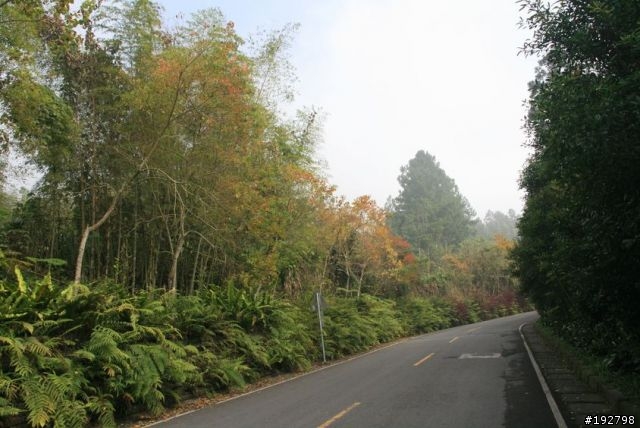 ☆霧鎖山林雲隱天,溪頭賞景練身體☆(三)強身健體~溪頭森林遊樂區