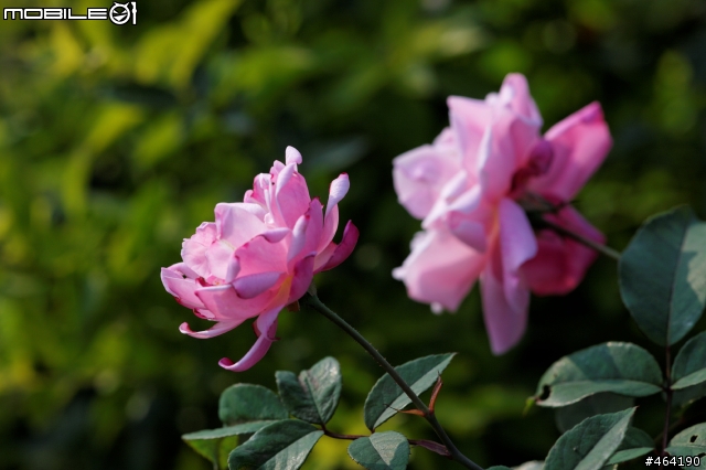5D2轉接Olympus OM Zuiko鏡頭