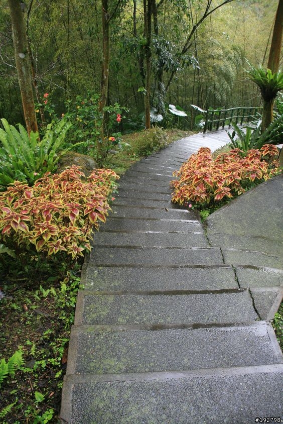 ☆霧鎖山林雲隱天,溪頭賞景練身體☆(四)嚇鼠倫~新明山渡假飯店