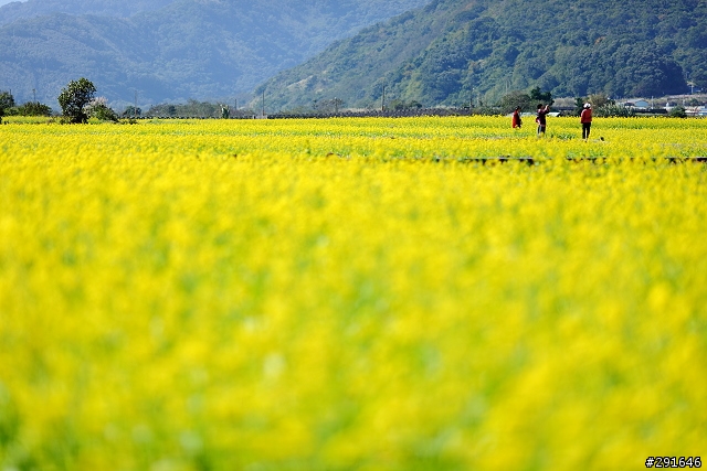 2010~花東油菜花季之旅 (圖多)