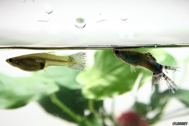 請養魚前輩指點迷津 - 為何只養了一天的孔雀魚尾巴會破碎成如此不堪