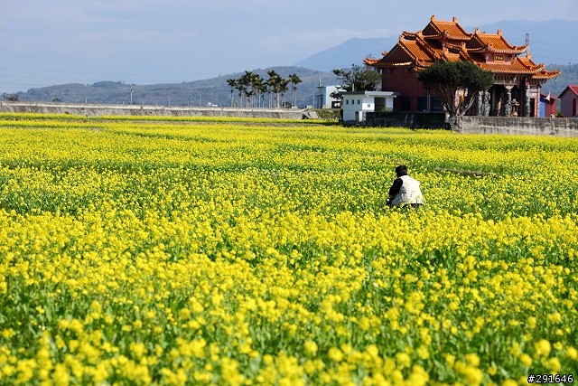 2010~花東油菜花季之旅 (圖多)