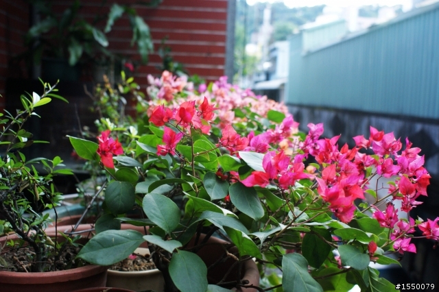 2010年1月9日老爹花圃的詭異事(後續)