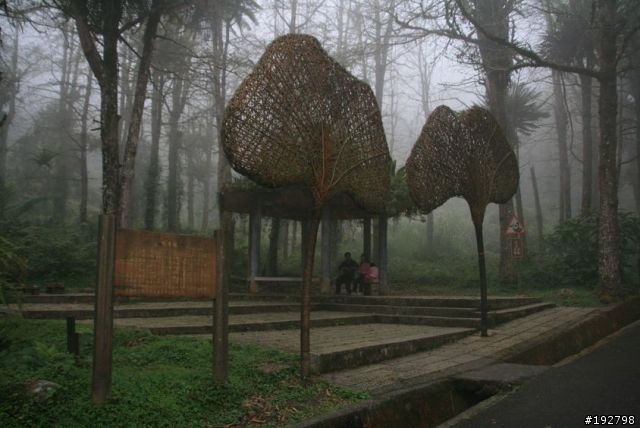 ☆霧鎖山林雲隱天,溪頭賞景練身體☆(三)強身健體~溪頭森林遊樂區